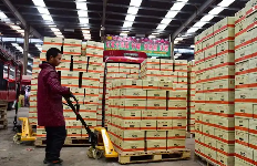 邢臺水果批發(fā)市場手動叉車搬運貨物